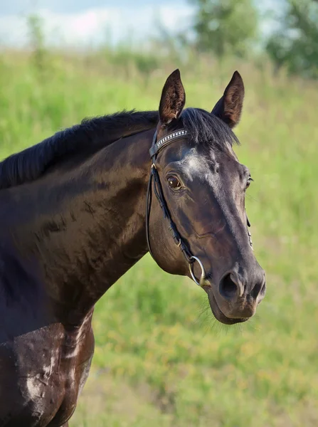 Beautiful black stallion — Stock Photo, Image