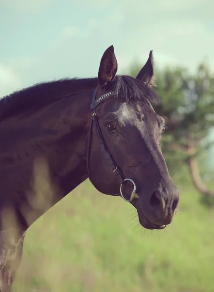 Portrait of beautiful black stallion art toned — Stock Photo, Image