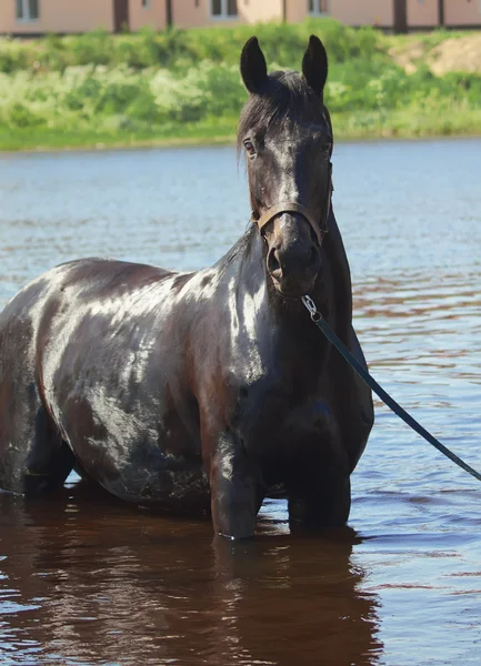 在水中的美丽黑骏马 — 图库照片