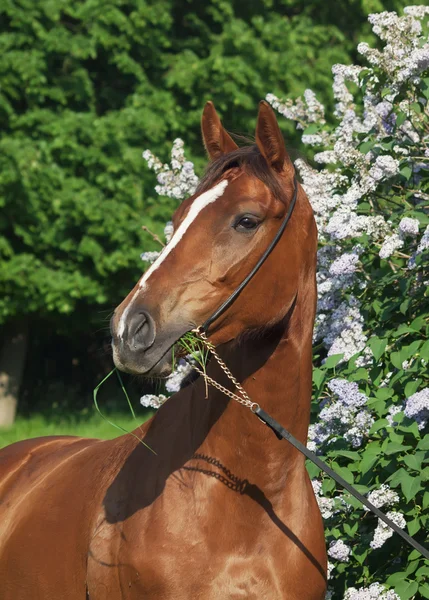 Retrato de bonito caballo castaño cerca de flores lila — Foto de Stock