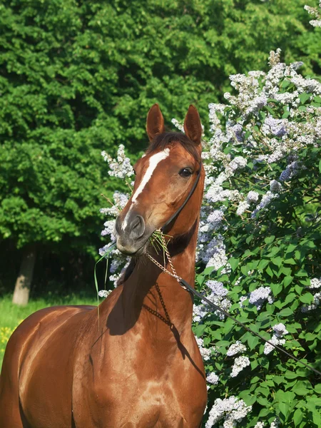 Retrato de cavalo castanho agradável em torno de flores lilás — Fotografia de Stock
