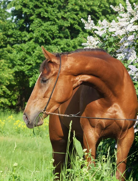 Portrait of nice chestnut horse near lilac flowers — Stock Photo, Image
