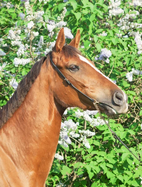 Retrato de cavalo castanho agradável perto de flores lilás — Fotografia de Stock