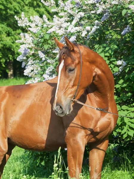 Portrait of beautiful chestnut breed mare — Stock Photo, Image