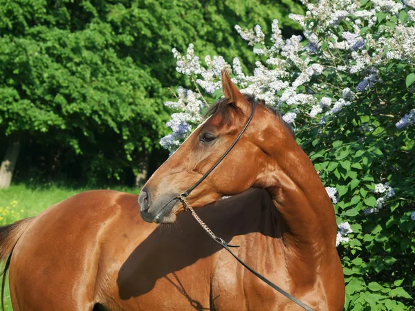 Portret van prachtige kastanje paard in de buurt van bloemen — Stockfoto