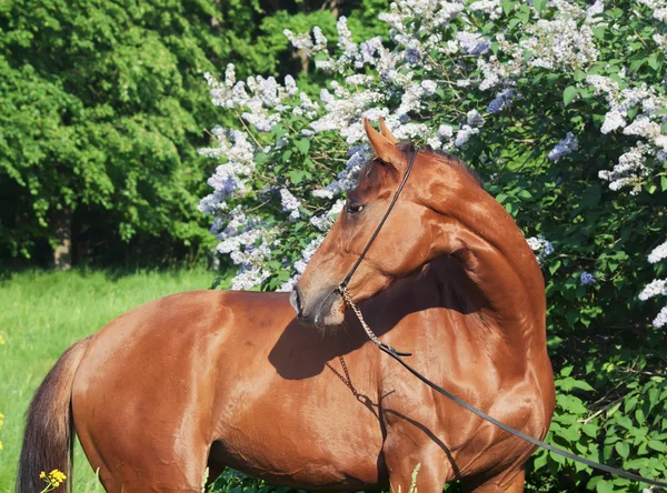 Portret ładny koń kasztan w pobliżu kwiaty bzu — Zdjęcie stockowe