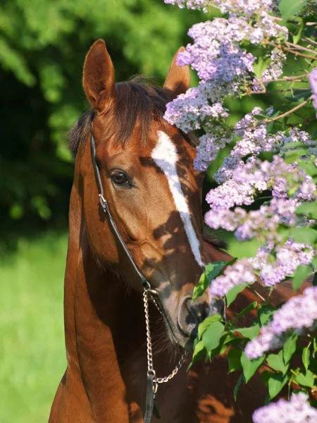 Retrato de belo cavalo castanho perto de flores — Fotografia de Stock