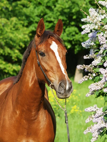 Portret van prachtige kastanje paard in de buurt van bloemen — Stockfoto