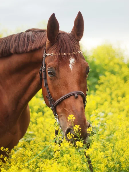 Portrait of beautiful red horse — Stock Photo, Image