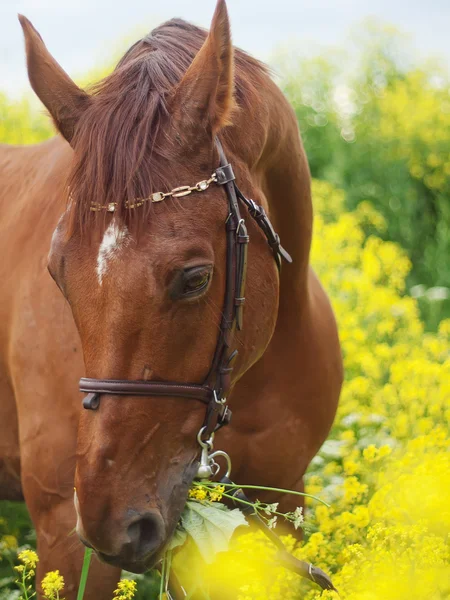 Porträt eines schönen roten Pferdes um gelbe Blumen — Stockfoto