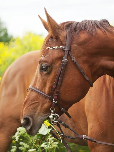 Retrato de hermoso caballo rojo —  Fotos de Stock