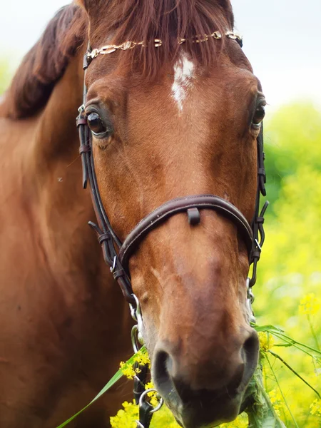Porträt des schönen roten Pferdes — Stockfoto