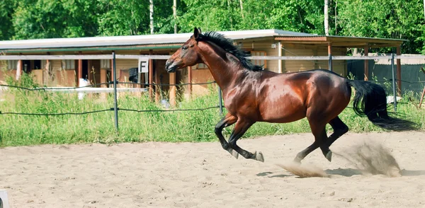 Galloping bay stallion in paddock — Stock Photo, Image