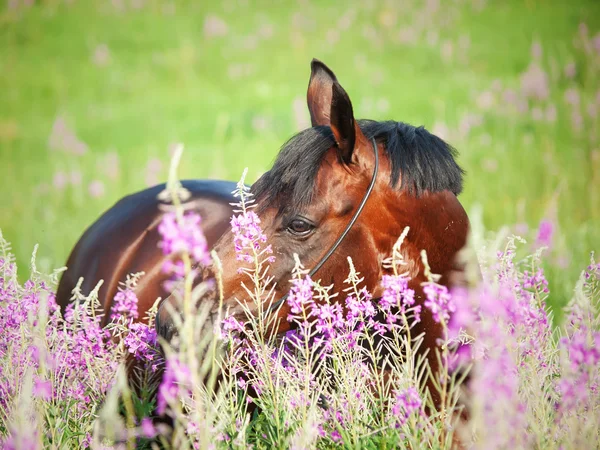 花の周り湾種馬の肖像画 — ストック写真