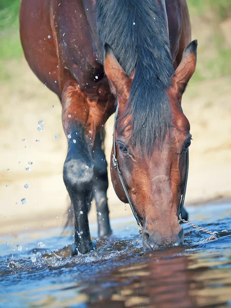 種牡馬を飲むの肖像画 — ストック写真