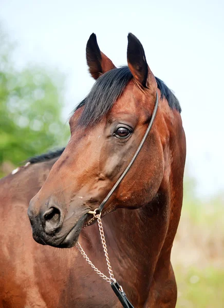 Portrait of breed amazing stallion — Stock Photo, Image