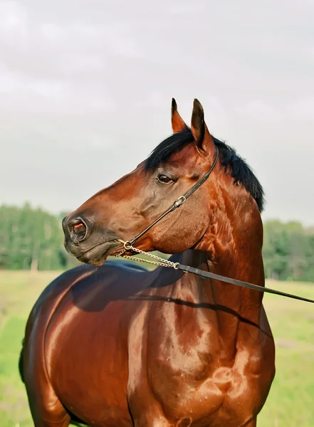 Portrait of wondreful breed bay stallion — Stock Photo, Image