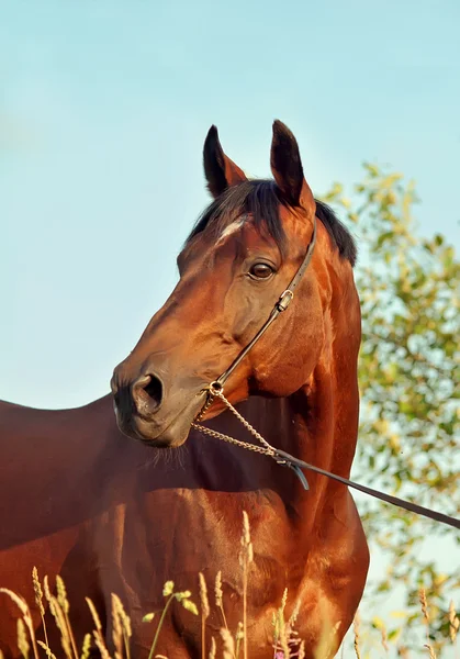 Portrait of wondreful breed bay stallion — Stock Photo, Image