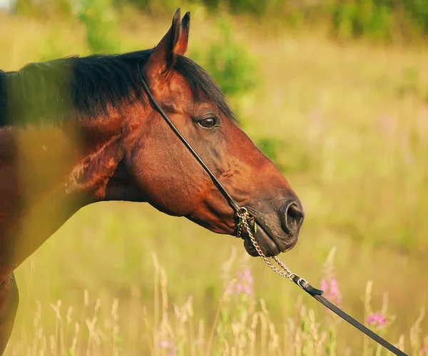Retrato de belo cavalo no campo — Fotografia de Stock