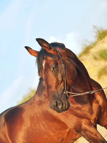 Portrait of breed stallion — Stock Photo, Image