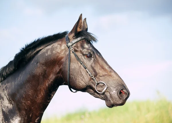 Портрет красивого чорного коня — стокове фото
