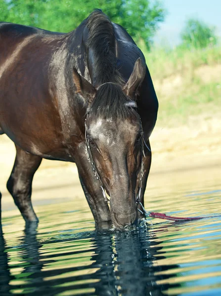 Portrait of drinking black horse — Stock Photo, Image