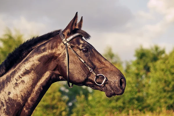 劇的な空で黒い馬の肖像画 — ストック写真