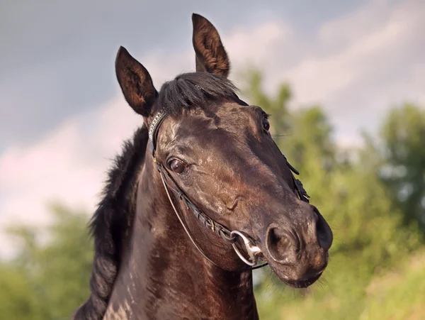 Porträt eines schwarzen Pferdes am dramatischen Himmel — Stockfoto