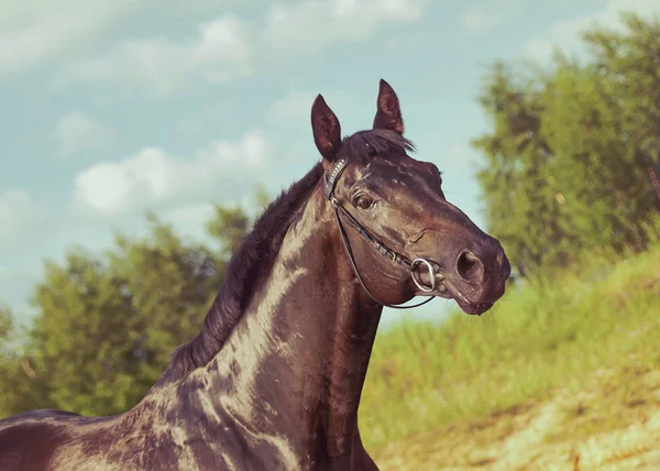 Portret czarnego konia w dramatyczne niebo — Zdjęcie stockowe