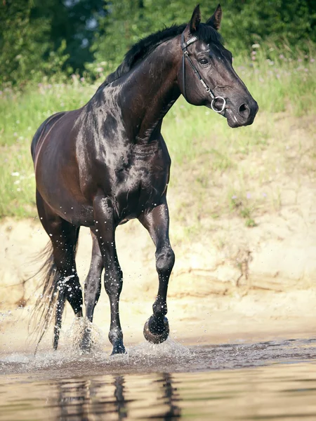 Running black stallion at water — Stock Photo, Image