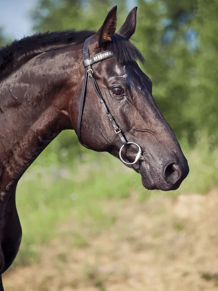 Portrait of nice black horse — Stock Photo, Image