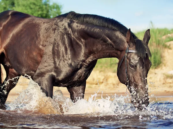在水中的美丽黑骏马 — 图库照片