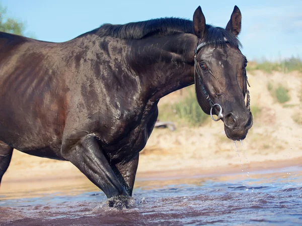 Portrait of swimming breed stallion — Stock Photo, Image