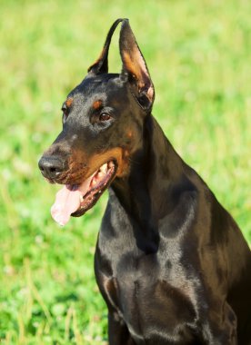 güzel doberman portresi