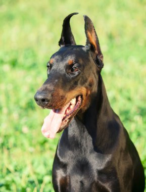 güzel cins siyah doberman portresi