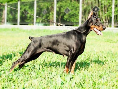 Dış güzel etalon doberman