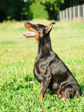 oturma şaşırtıcı siyah doberman kaltak