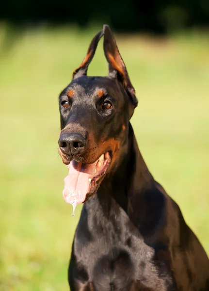 Portret van verbazingwekkend doberman hond — Stockfoto