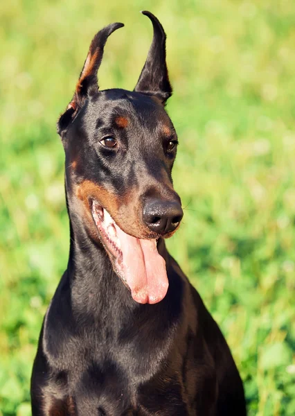 Portrét úžasný pes Dobrman — Stock fotografie