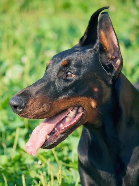 杜伯文犬品种黑令人惊叹的肖像 — 图库照片