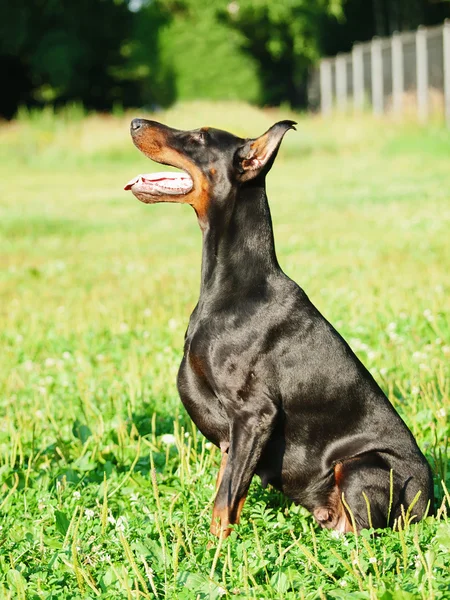 Sentado increíble negro doberman perra —  Fotos de Stock