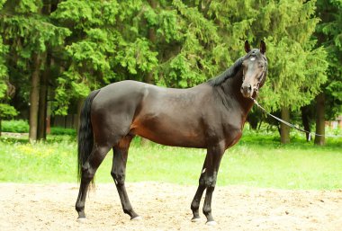 Wonderful black trakehner stallion clipart