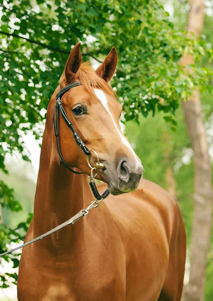 Portret van mooie kastanje paard — Stockfoto