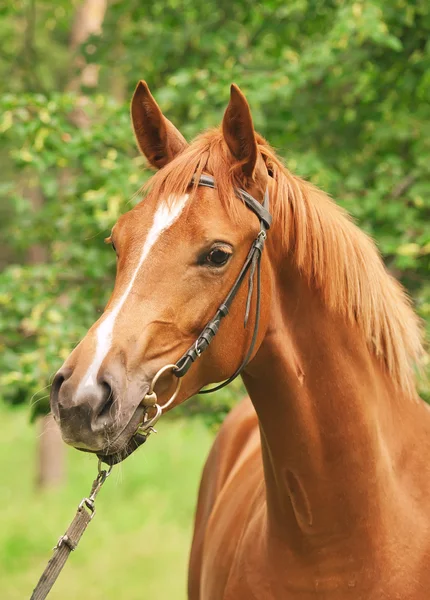 Portret ładny koń kasztan — Zdjęcie stockowe