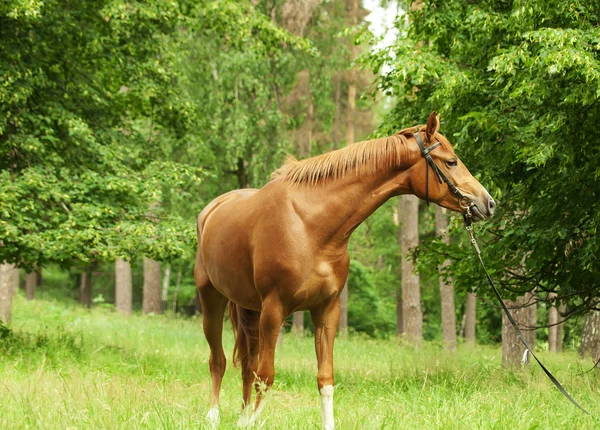 Красивая каштановая лошадь в лесу — стоковое фото