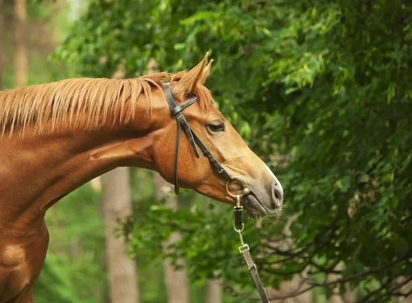 Portrét pěkné kaštanové koně v profilu — Stock fotografie
