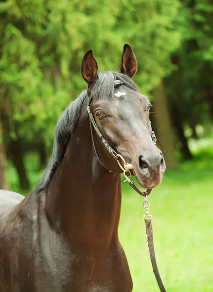 令人惊叹的黑 trakehner 种马的肖像 — 图库照片