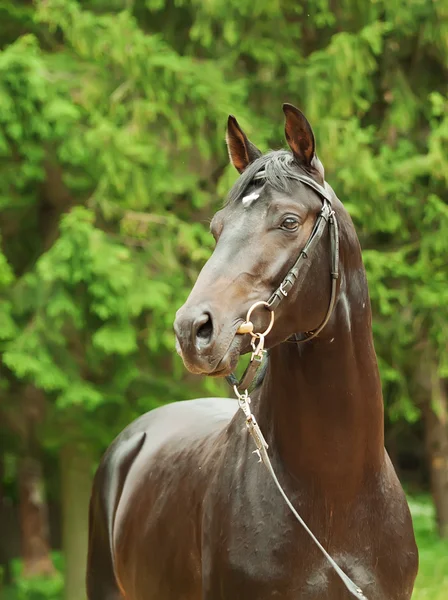Porträtt av vackra svarta trakehner häst — Stockfoto