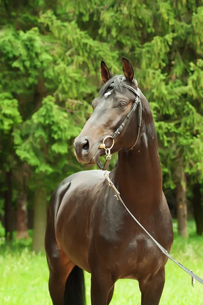 Portrait of beautiful black trakehner horse — Stock Photo, Image