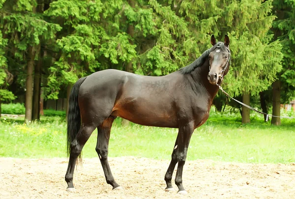 精彩的黑 trakehner 种马 — 图库照片